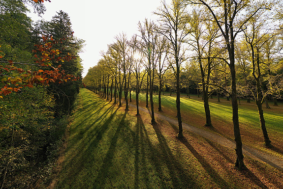 Bild: Allee im Schlosspark