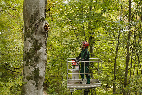 Bild: Waldarbeiter im Hubsteiger