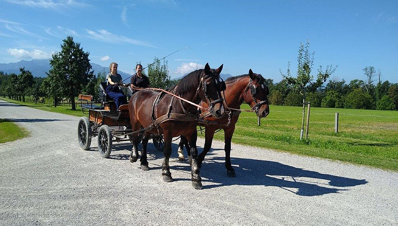 Bild: Zweispännerfahrkurs auf Herrenchiemsee